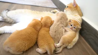 The way the mother cat holds her kittens is the same as that of a human