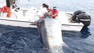 Amazing Longline Giant Bluefin Tuna and Black Marlin. Strongest Biggest Fish Ever Caught