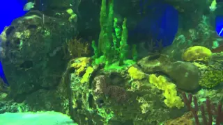 Sharks Feeding  At Ripley's Aquarium of Canada