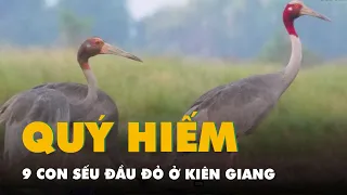 9 con sếu đầu đỏ quý hiếm về kiếm ăn ở Kiên Giang