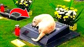 Dog refuses to leave strangers' grave. When police open the grave, they are paralyzed