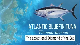 Atlantic Bluefin Tuna (Thunnus thynnus) - The exceptional Diamond of the Sea