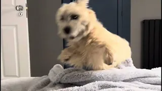 Wake Up Zoomies