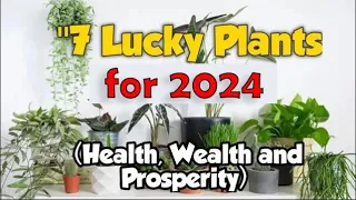 Lucky Plants for Home in 2024 | Lucky for Health, Wealth and Prosperity in 2024