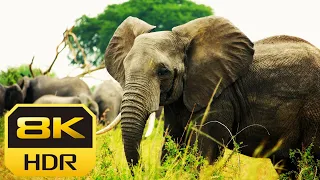 Elephants Animals Collection in 8K TV HDR 60FPS ULTRA HD African wild life