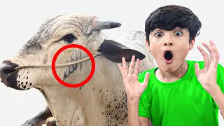 Cow py Allah ka name | Unique mandi cow