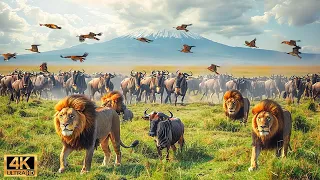 Our Planet | 4K African Wildlife - Great Migration from the Serengeti #128