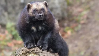 WOLVERINE: the Only ANIMAL to be AFRAID of in the taiga