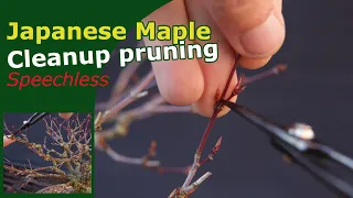 Trimming Japanese Maple Bonsai | Renovation part 2