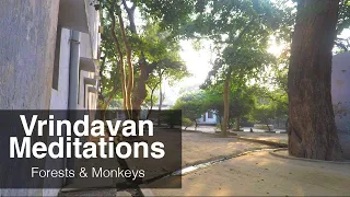 Vrindavan Forest, Vrindavan Monkeys | Vrindavan Meditations