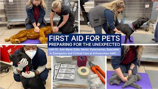 First Aid for Pets: How to Prepare for the Unexpected