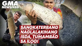 Sangkaterbang naglalakihang isda, tumambad sa ilog! | GMA News Feed