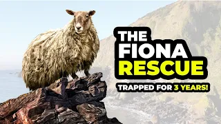 Rescuing the worlds LONELIEST SHEEP!
