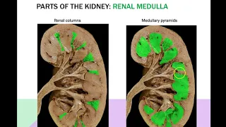 Laboratories 4-6: Endocrine, Urinary, Lymphatic & Immune Systems Screencast