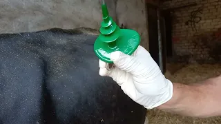 Application of Buff Trochar, tympany in cow.