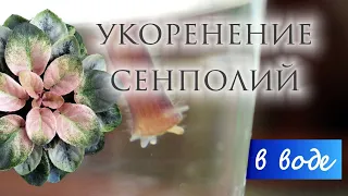 Укоренение черенков сенполий в воде