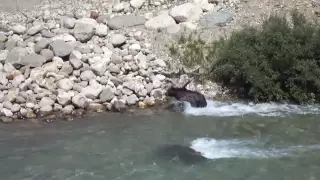 Grizzly Bear & Wolf VS. Baby Elk (Lake Louise, Banff NP)