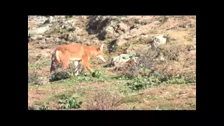 Ethiopian Wolf Stalking