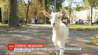 У центрі Києва живуть кози: як і чому тварини опинилися у столиці