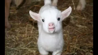 Baby Goats - Funny And Cute Baby Goats Compilation [BEST OF]