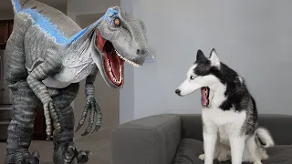 Husky Pranked By Dinosaur!