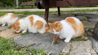 Hundreds of beautiful cats live in this park in Istanbul. I gave them food. 😍