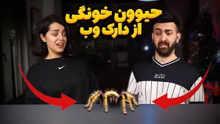 از دارک وب حیوون خونگی سفارش دادیم😢 we bought a spider off the dark web