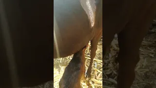 cesarean section in  a cow