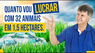 QUANTO DE LUCRO PODE DAR OS 32 ANIMAIS EM 1,5 HECTARES, PASTEJO ROTACIONADO.