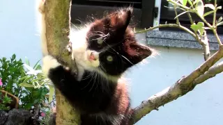 Симпатичные котята - cute kittens