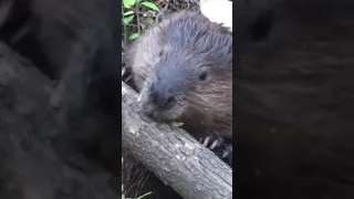 Beaver Chews Through Tree limb, Close up Footage to See How they do it, Strong Teeth 🪵🦷💪🏾🦫