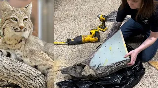 Modifying a McKenzie wall scene for a bobcat taxidermy mount - making GREAT even BETTER!