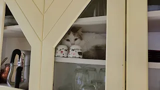 You will encounter cats in every corner of this house, even when you open the kitchen cabinet.