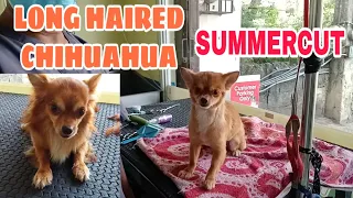 LONG HAIRED CHIHUAHUA | SUMMERCUT || GROOMER STYLE