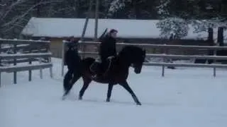 Русский верховой жеребец Изборск. Тренировка 8.01.2013