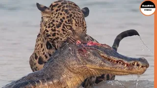 Jaguar Grabs The Caiman From Its Head