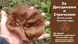 За дисцинами и строчками. Discina ancilis и Gyromitra gigas. "Дневник грибника". 30 мая 2022 г.