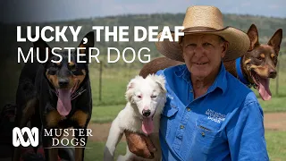 Lucky, the deaf Muster Dog, finds his forever home | Muster Dogs | ABC Australia