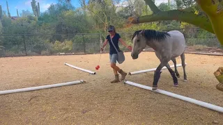 Modern Mustang Training: Liberty Lunging with a Target