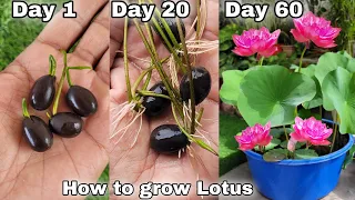 My easy way to grow lotus from seeds (Full update)