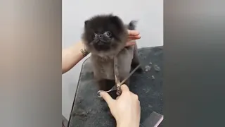 Dog dances to the DuckTales theme while being groomed - 1 Hour