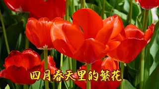 beautiful April street flowers, 四月春天最美的花朵, 繁花