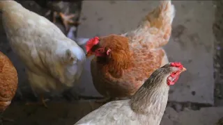 No plans yet to modify Colorado livestock fairs, shows despite presence of bird flu in dairy cows