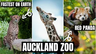 Auckland Zoo Tour // Auckland New Zealand vlog