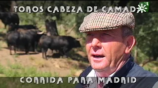 Toros de El Torero: cabeza de camada para Madrid | Toros desde Andalucía