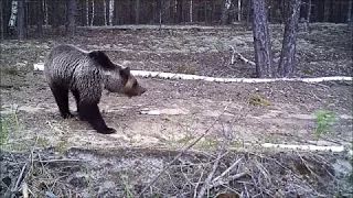 Видеоролик про зверей Керженского заповедника.