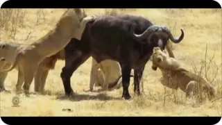 Most Amazing Wild Animal Attacks , Rhino vs lion, Crocodile vs zebra, Leopard   YouTube