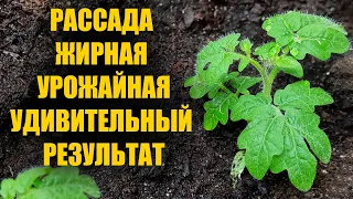 ДЛЯ РОСТА КОРНЕЙ И ПОВЫШЕНИЯ УРОЖАЙНОСТИ РАССАДЫ, ПОДКОРМКА В АПРЕЛЕ ПОД ТОМАТЫ, ПЕРЦЫ, ОГУРЦЫ