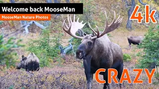 Bull Moose Part 3 Insane crazy moose rut pit scenes with fighting cows