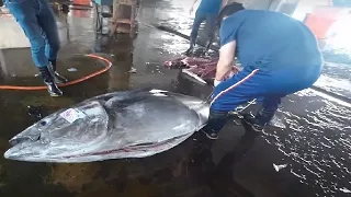 300kg bluefin tuna sashimi cut